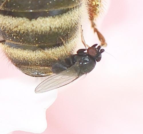 Réf. 258 021 : Desmometopa sp.